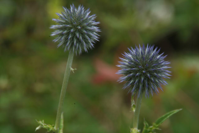 Echinops ritro 'Veitch's Blue'Kogeldistel bestellen